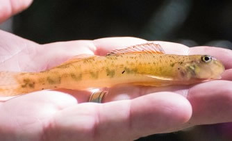 Hand holding a fish