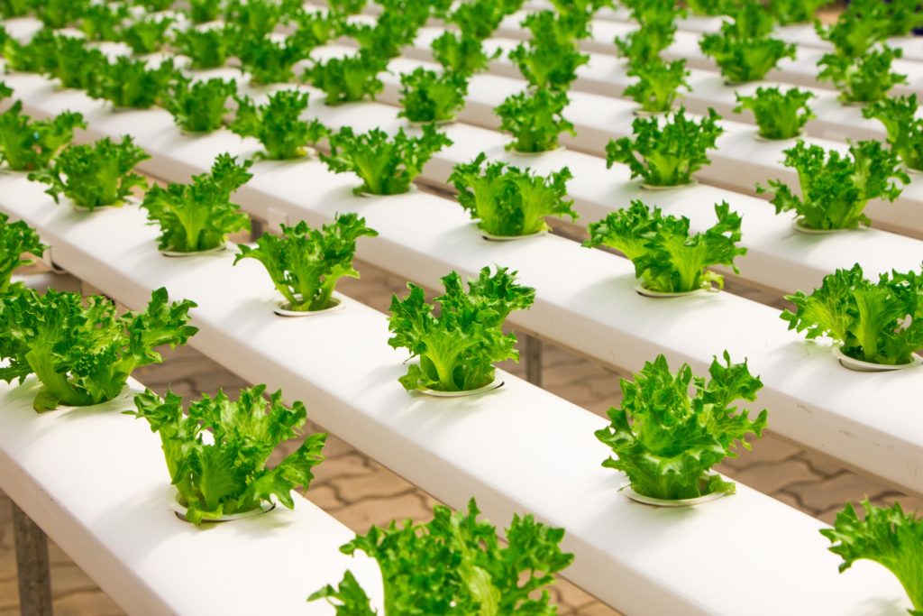 Plants growing in a lab
