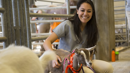 Woman tending to a goat